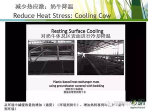 奶牛熱應(yīng)激管理的新視角 BFI反芻動(dòng)物技術(shù)經(jīng)理Hassan Taweel博士的生物技術(shù)開(kāi)發(fā)策略